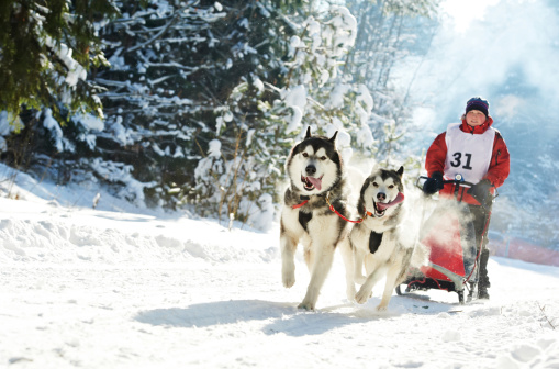 All Skijoring Rules